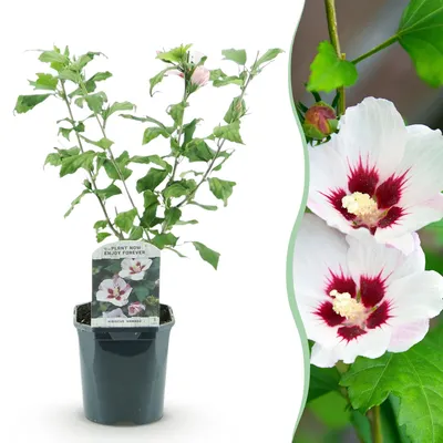 Image de Green boutiQ - Arbustes - Hibiscus syriacus Hamabo - Fleurs rose pâle - 1 plant - Caduque - Peu d'entretien - Pot de 17 cm - Hauteur 45 cm