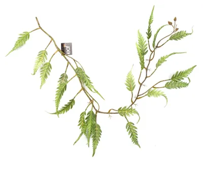 Image de Plantes suspendues artificielles à feuilles