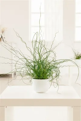 Produktbild von Juncus effusus 'Spiralis', Korkenzieherbinse, ca. 9x9 cm Topf