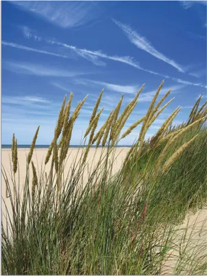 Produktbild von ARTland Wandbild Alu für Innen & Outdoor Blühendes Strandgras Größe: 30x40 cm