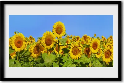 Produktbild von Bild 60x40 MDF-Rahmen Wandkunst Sonnenblume Pflanze