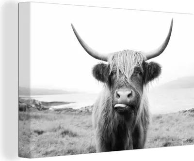 Produktbild von OneMillionCanvasses® - Leinwandbilder - 150x100 cm, Tiere - Schottisches Hochlandrind - Kuh - Schwarz - Weiß, Wandbilder Kunstdruck Wanddekoration - Foto auf Leinwand - Gemälde auf