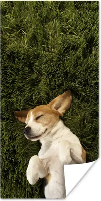 Produktbild von MuchoWow® Poster Im Gras schlafender Hund 40x80 cm - Dekoration