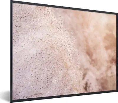 Produktbild von MuchoWow® Gerahmtes Poster Pampasgras - Struktur - Pflanzen - Natur 40x30 cm - Poster mit Schwarzem Bilderrahmen Wandposter Rahmen Foto Bilder - Kunstposter - Wanddekorationen