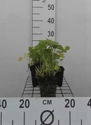 Produktbild von 6 x Geum rivale - Nelkenwurz - Topf 9 x 9 cm