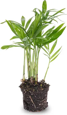 Produktbild von Bergpalme - Chamaedorea elegans 'baby' - Terrarienpflanze