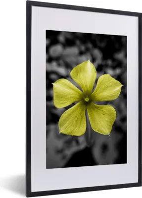 Produktbild von MuchoWow® MuchoWow® Gerahmtes Poster Blumen - Gelb - Schwarz - Weiß 40x60 cm - Poster mit zchwarzem Bilderrahmen - Poster in Rahmen