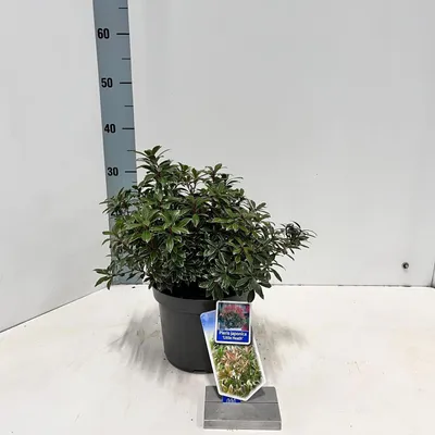 Zdjęcie produktu dla Pieris jap. ‘Little Heath’ – dzwonek cieniolubny | 25–30 cm w doniczce