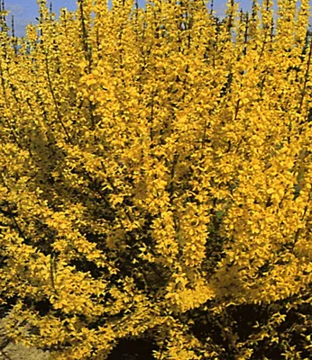 Produktbild von BALDUR Garten 1x Forsythie, Pflanze im 12 cm-Topf, Goldglöckchen, Goldflieder (Forsythia), Wind- & Sichtschutz, winterhart, blühend, pflegeleicht, Schnittblume, Forsythia intermedia