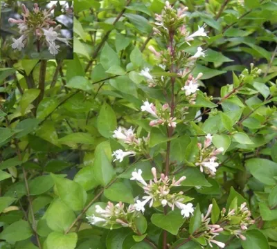 Produktbild von Abelia chinensis - Chinesische Abelie - 30-40cm