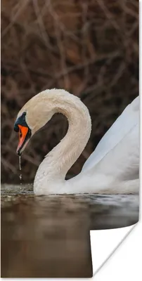 Produktbild von MuchoWow® Poster Schwan - Wasser - Tiere - Vogel 60x120 cm - Wandschmuck