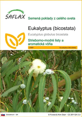 Obrázok produktu pre SAFLAX - Eukalyptus (bicostata) - Eucalyptus globulus bicostata - 100 Semená