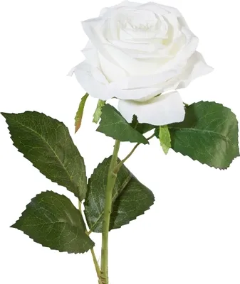 Produktbild von Kunstblume, künstliche Rose weiß H. 53cm GASPER WA