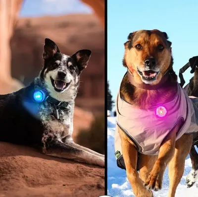 Produktbild von LED Hundelicht Sicherheitslicht – Leuchtclip für Hundehalsband & Geschirr – Wiederaufladbar – Hohe Sichtbarkeit bei Dunkelheit