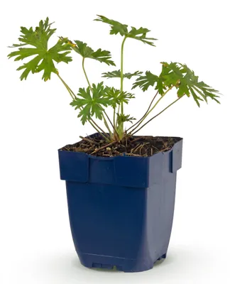 Image de Géranium Johnson's Blue - Géranium - Couvre-sol - Bleu - 15-25cm - Ø11cm - Plante de jardin