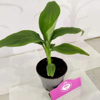 Produktbild von Set mit 2 Bananenpflanzen – Musa Basjoo – japanische Faserbanane – Höhe 15–35 cm – 9 cm Topf
