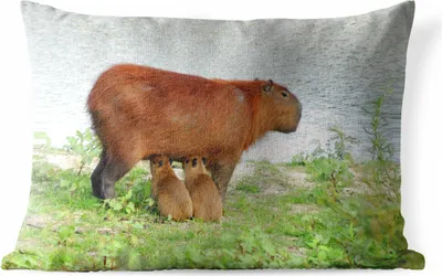 Produktbild von MuchoWow® Outdoor Kissen - Ein Wasserschwein mit zwei Jungtieren in der Nähe des Wassers - 60x40 cm - Wetterfest - Lounge Kissen - Zierkissen - Kissen für Innenräume