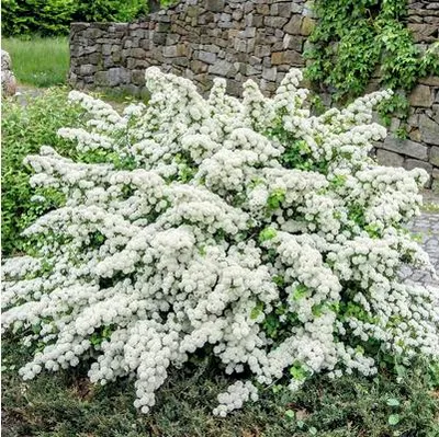 Produktbild von Japanische Strauchspiere FloraSelf Spiraea nipponica 'Snowmound' H 50 cm Co 4,5 L