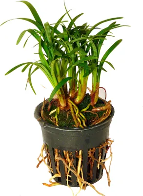Produktbild von 1 Topf Zwergschlangenbart (Ophiopogon japonica kyoto)