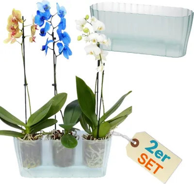 Three potted orchids in a transparent planter, with an additional transparent planter shown above.