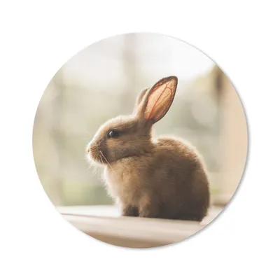 Produktbild von MuchoWow® Mauspad Mousepad Kaninchen - Baby - Tier 30x30 cm - Mousepads - Maus Mat - Pad - Mausunterlage - Tischunterlage - Schreibtischmatten