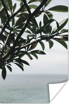 Produktbild von MuchoWow® Poster Baum - Laub - Meer 20x30 cm - Papierdruck