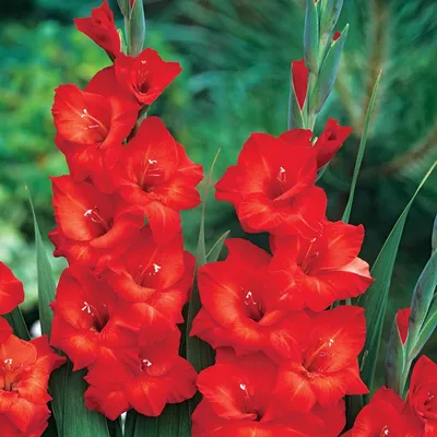 Obrázek produktu pro Gladiolus Mieczyk Wielkokwiatowy Mascagni 5 ks Gladioly cibulky gladiolů