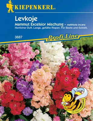 Produktbild von [STREICHUNG 2025] Levkoje Mammut Excelsior Mischung | Blumensamen von Kiepenkerl