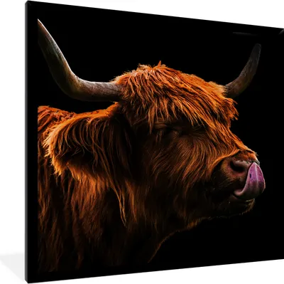 Produktbild von MuchoWow® Gerahmtes Poster Schottischer Highlander - Zunge - Nase 40x40 cm - Poster mit Schwarzem Bilderrahmen Wandposter Rahmen Foto Bilder - Mit Rahmen - Wanddekoration Schlafzimmer