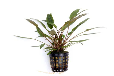 Produktbild von Cryptocoryne beckettii Beckett's Wasserkelch im Topf