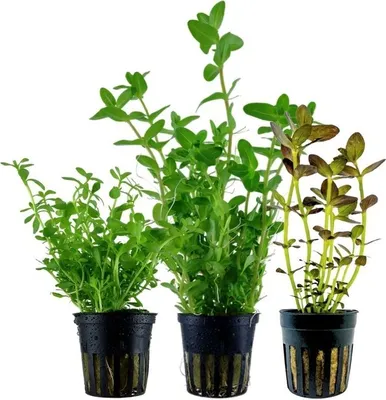 Produktbild von Bacopa Set mit 3 Pflanzen Aquariumpflanzen Wasserpflanzen AquaOne Set Nr.239