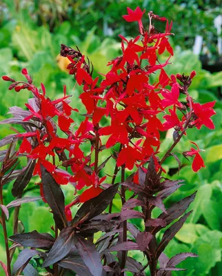 Produktbild von Lobelia splendens 'Elmfeuer', leuchtend rot, ca. 9x9 cm Topf