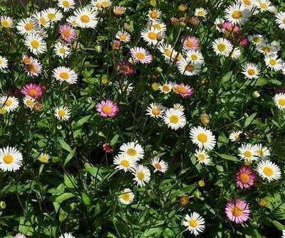 Obrázek produktu pro 6 x Erigeron karvinskianus - jemný paprsek - květináč 9 x 9 cm