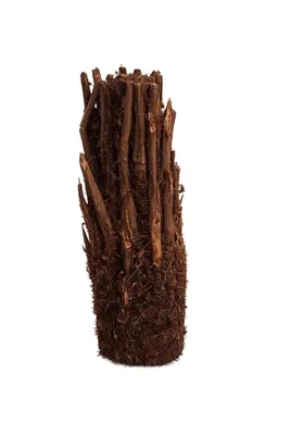 Produktbild von Baumfarn Dicksonia antarctica 40–50 cm | Kahler Stamm | Winterharter Farn | Exotische Gartenpflanze | Urzeitpflanze