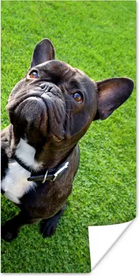 Produktbild von MuchoWow® Poster Französische Bulldogge - Gras - Halsband 20x40 cm - Plakat - Foto