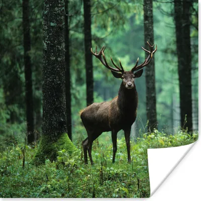 Produktbild von MuchoWow® Poster Hirsche - Wald - Bäume - Tiere - Natur 75x75 cm - Wand Dekoration
