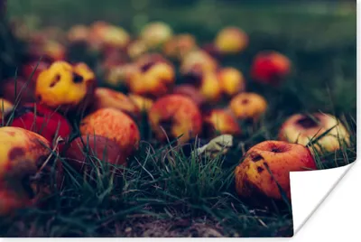 Produktbild von MuchoWow® Poster Landdekoration - Herbst - Apfel - Obst 120x80 cm - Bilder