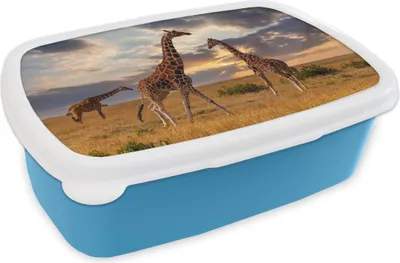 Produktbild von KitchenYeah® Lunchbox Brotzeit Brotdose 17x11 cm Giraffen - Sonne - Afrika Kinder Brotzeitdose - Lunch - Kunststoff  - Brotbüchse - Sandwichbox - Lunchbox für Kinder