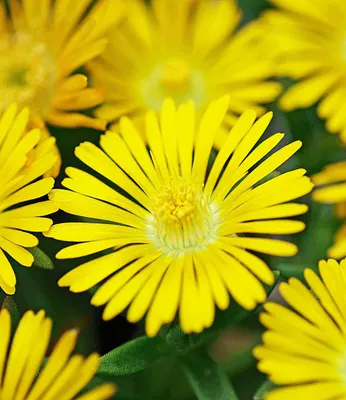 A close-up of several bright yellow flowers with thin petals.