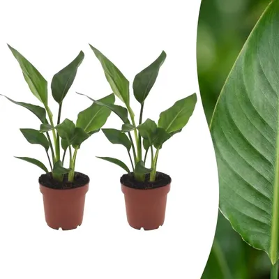 Produktbild von Strelitzia Reginea – Paradiesvogelblume – 2 Pflanzen - 25-35cm - Ø12cm