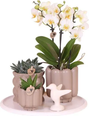 Produktbild von Geschenkset „Slow Living“ – Weiße Phalaenopsis Orchidee mit 2–3 Trieben & 2 Grünpflanzen – Beige Keramiktöpfe auf weißem Tablett – Dekoratives Pflanzenset für Ruhe & Entspannung