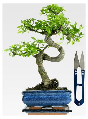Produktbild von Bonsai Baum mit Keramiktopf - Chinesische Ulme, ca. 7 Jahre (15 cm Topf)