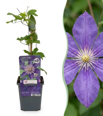 Produktbild von Clematis Multi Blue – Waldrebe – Blau – Kletterpflanze | 6 Stück - 25-35cm - Ø9cm - Gartenpflanze