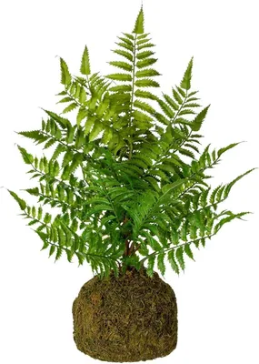 Obrázok produktu pre Umelá papraď na koreňovom balóne, 47 cm vysoká, dekoratívna rastlina pre domácu kanceláriu, záhradu - GrünPflanze