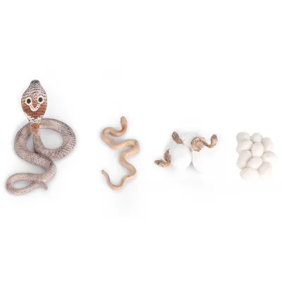 Image de Cycle de croissance Cobra,Cycle de vie de la croissance du serpent,Jouet miniature de serpent,Cycles de vie d'animaux en plastique,Modèle de cycle de vie d'un animal