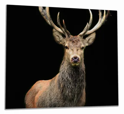 Produktbild von Wallario Herdabdeckplatte aus Glas, Größe 60 x 52 cm 1-teilig, Motiv Stattlicher Rothirsch