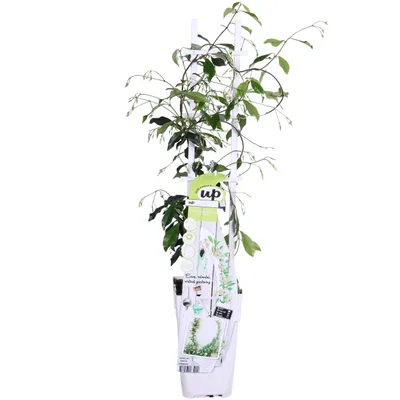 Produktbild von Trachelospermum 'Star Of Venice' - ↨65Cm - Ø15