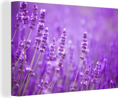 Produktbild von OneMillionCanvasses® - Leinwandbilder - 150x100 cm, Lavendel - Nahaufnahme - Blumen - Lila, Wandbilder Kunstdruck Wanddekoration - Foto auf Leinwand - Gemälde auf Holzrahmen