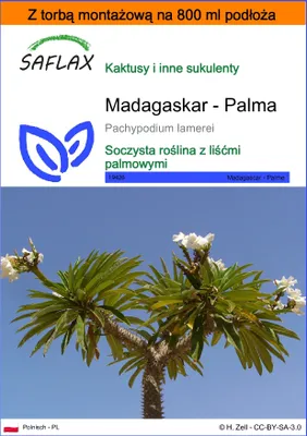 Zdjęcie produktu dla SAFLAX - Garden in the bag - Madagaskar - Palma - 10 Nasiona - Z podłożem uprawowym w praktycznej, samorozkładającej się torbie - Pachypodium lamerei