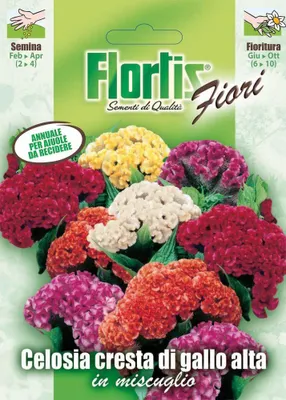 Produktbild von Celosie | Celosiasamen von Flortis